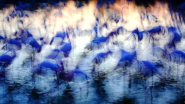 Jonathan Lhoir - Flamingo
